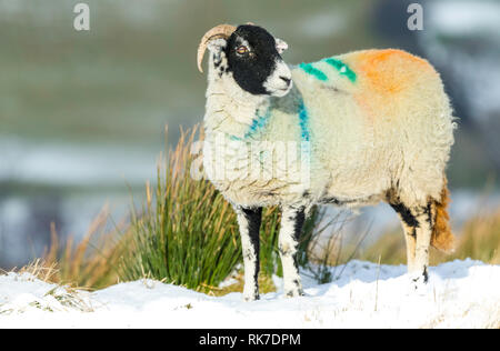 Swaledale Ewe, weibliche Schafe, in verschneiten Wetter in Wensleydale, England, UK. Kalte, winterliche Szene. Swaledale Schafe sind eine einheimische Rasse zu North Yorkshire Stockfoto