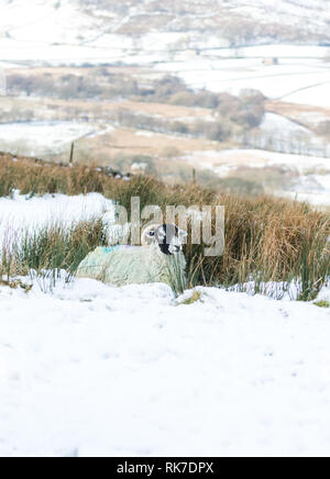 Swaledale Ewe, weibliche Schafe, in den strengen Winter in den Yorkshire Dales, England, UK. Swaledale Schafe sind native zu diesem Bereich. Porträt. Stockfoto