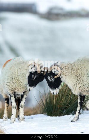 Swaledale Mutterschafe, weibliche Schafe, die in den Yorkshire Dales, England, UK, Leiter im Schnee butting. Swaledale Schafe sind native North Yorkshire. Porträt Stockfoto