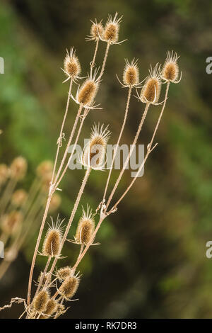 Wilde Karde wild wachsen. (Dipsacus fullonum) getrocknete Samen Köpfen schwingen auf der rechten Seite. Unscharfer Hintergrund. Porträt. Vertikale Stockfoto