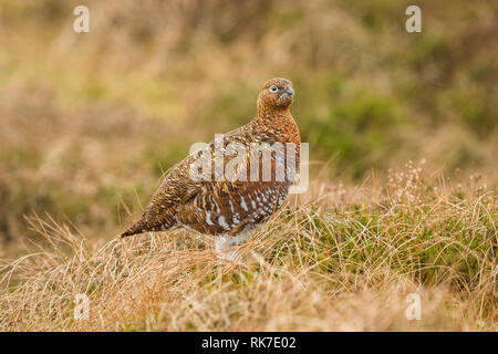 Moorschneehuhn (Lagopus lagpus Henne) Weibliche spiel Vogel im natürlichen Lebensraum auf Grouse Moor von Heather, Gräsern und Schilf stand. Mitten im Winter. Landschaft Stockfoto