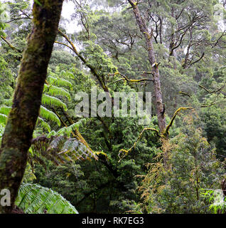 Besuchen sie Australien. Mait der Regenwald und die Riesen des Waldes Stockfoto