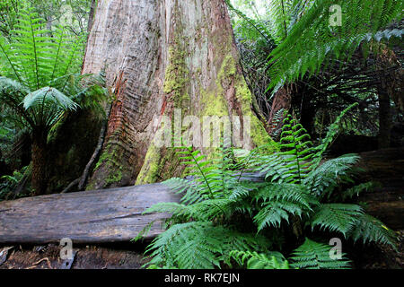 Besuchen sie Australien. Mait der Regenwald und die Riesen des Waldes Stockfoto