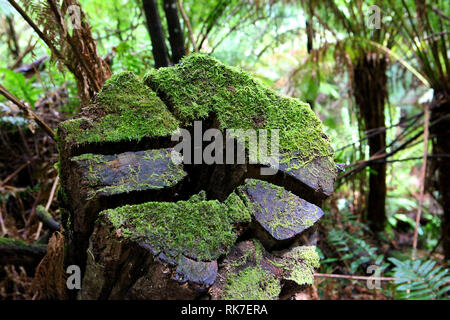 Besuchen sie Australien. Mait der Regenwald und die Riesen des Waldes Stockfoto