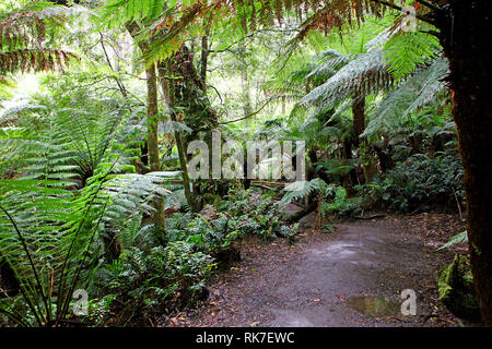 Besuchen sie Australien. Mait der Regenwald und die Riesen des Waldes Stockfoto