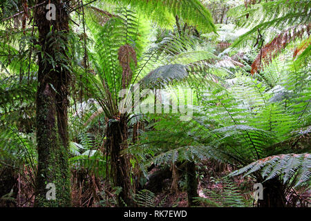 Besuchen sie Australien. Mait der Regenwald und die Riesen des Waldes Stockfoto