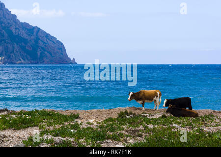 Kühe am Strand, Golf von Girolata, Korsika, Frankreich Stockfoto