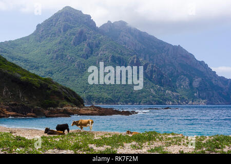 Kühe am Strand, Golf von Girolata, Korsika, Frankreich Stockfoto