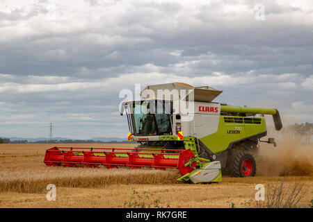 Ein Claas Mähdrescher arbeiten in einem Bereich, in Canterbury, Neuseeland an einem bewölkten Sommertag Stockfoto