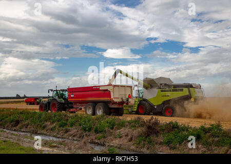 Ein Claas Mähdrescher arbeitet weiter, während die Auslagerung von Gerste zu einem Samen bin durch einen Fendt Traktor in Canterbury, Neuseeland abgeschleppt Stockfoto