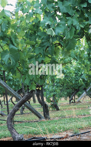 Riesling Reben im Nordosten Tasmaniens. Wenig mehr als vor 20 Jahren, Leuten spotteten über die Idee der wachsenden Trauben auf der winzigen Insel, südlich von Stockfoto