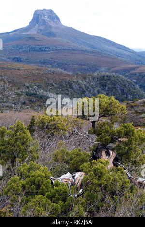 Ein König Billy Kiefer, der durch Jahrhunderte von Gale force Winds verkümmert, vor der Scheune Bluf, einem Berg in den Cradle Mountain Lake St. Claire Welt Ihr Stockfoto