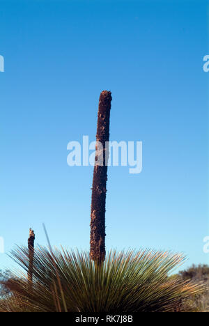 Die Blüten einer Pflanze Xanthorrhoea Australis, häufig auch als Gras Baum, an der Ostküste Tasmaniens Küste. Sie werden als balga Gras zu australischen Ab bekannt Stockfoto