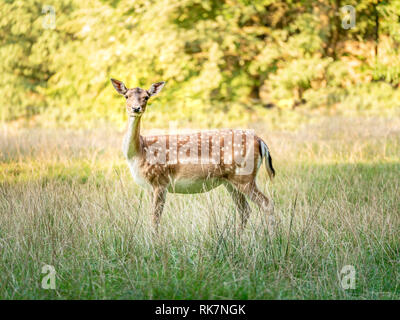 Bild von Reh stehend auf dem Feld und mit Blick auf die Kamera Stockfoto