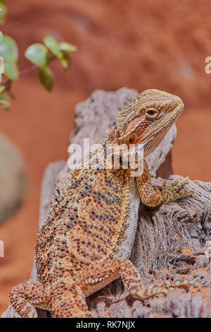 Bis eines weiblichen Bartagamen sitzen in seinem Terrarium schließen, vertikal Farbe Bild Stockfoto