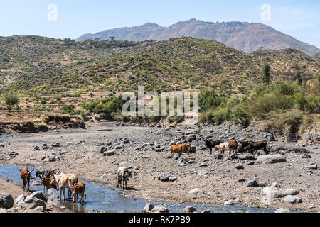 Brahman oder Zebu Bullen Trinkwasser in Tigray, Norden Äthiopiens Stockfoto