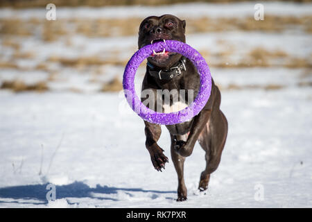 Black American Pit Bull Terrier Weibchen spielen mit einem Abzieher Spielzeug in den Schnee Stockfoto