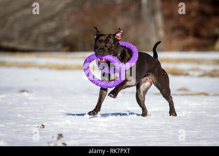 Black American Pit Bull Terrier Weibchen spielen mit einem Abzieher Spielzeug in den Schnee Stockfoto