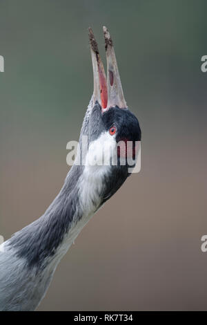 Kranich - Grus grus Kopf zurück Stockfoto