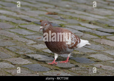 Wilde Taube - Columba livia auf gepflasterten Straße Stockfoto