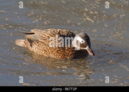 Laysan Teal - Anas laysanensis von laysan Atoll, Hawaii Inseln Stockfoto