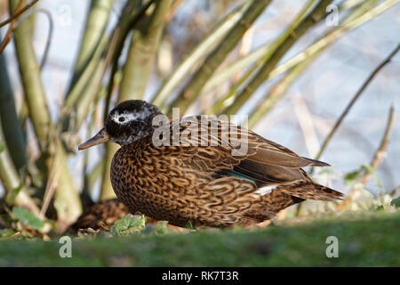 Laysan Teal - Anas laysanensis von laysan Atoll, Hawaii Inseln Stockfoto