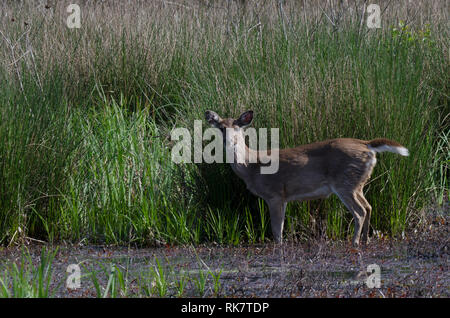Weißwedelhirsche, Odocoileus virginianus, doe Stockfoto