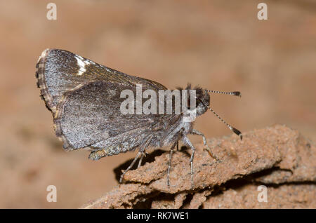 Gemeinsame Roadside-Skipper, Amblyscirtes vialis Stockfoto