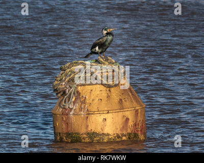 Kormoran seabird thront oben auf schwimmende Boje im Meer Stockfoto