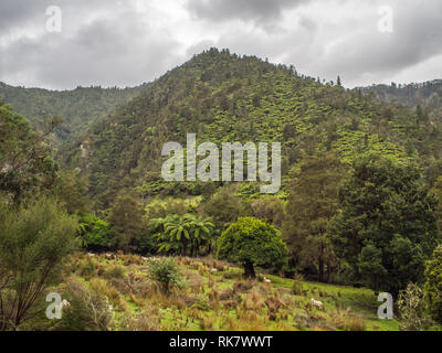 Schafe auf grobe Weide, verlassenen Hof Land, regenerierende Forest Hills, Baumfarne und kanuka, Ahuahu Tal, Whanganui River, New Zealand Stockfoto