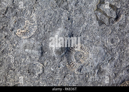 Ammoniten in Kalkstein aus dem Jura gefunden am Ufer der Lyme Bay in der Nähe von Lyme Regis. West Dorset, England. Stockfoto