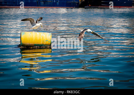 Die Möwen sitzen auf gelbe Fass und Fliegen in Fisherman's Wharf Stockfoto