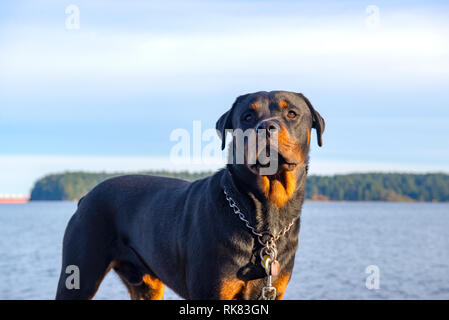 Erwachsenen männlichen Rottweiler Hund mit aufmerksamen Ausdruck durch das Wasser im Sommer Stockfoto