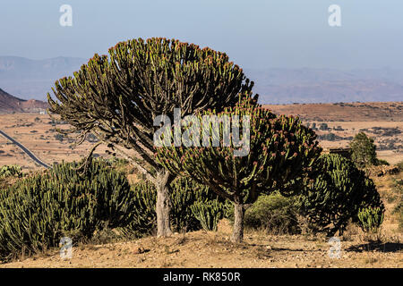 Kandelaber Bäume Euphorbia candelabrum in der Nähe von Wukro Cherkos in Äthiopien Stockfoto