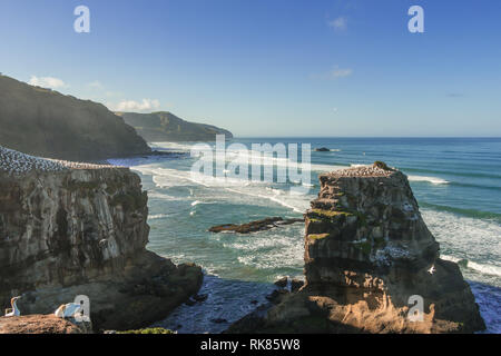 Muriwai Gannet Kolonie, muriwai Regional Park, in der Nähe von Auckland, Nordinsel, Neuseeland Stockfoto