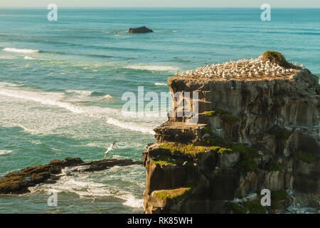 Muriwai Gannet Kolonie, muriwai Regional Park, in der Nähe von Auckland, Nordinsel, Neuseeland Stockfoto