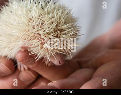 Die afrikanischen Igel - bekannt auch als white-bellied Igel auf Händen Stockfoto