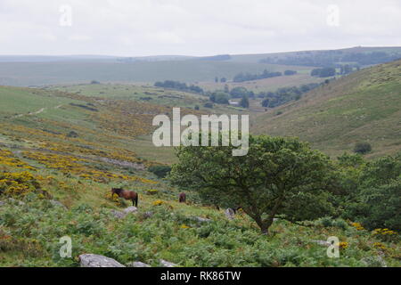 Beweidung Dartmoor Ponys durch Wistmans Holz, Dartmoor National Park, zwei Brücken. Devon, UK. Stockfoto