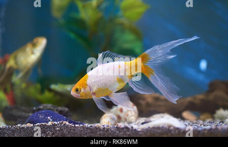 Goldfisch im blauen Wasser. Fisch home pet-theme Stockfoto