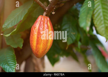 Helles orange Kakao pod hängen an Ast Stockfoto