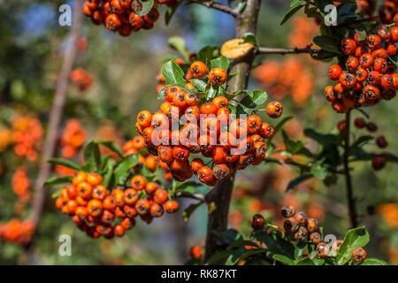Orange Früchte von scarlet firethorn - lateinischer Name Holzbär coccinea Stockfoto