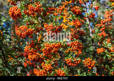 Orange Früchte von scarlet firethorn - lateinischer Name Holzbär coccinea Stockfoto