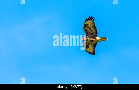 Bussard. Mäusebussard (Buteo buteo) im Flug, mit Flügeln ausbreiten, gegen einen hellen, blauen, klaren Himmel. Ardnamurchan, in den Highlands von Schottland Stockfoto