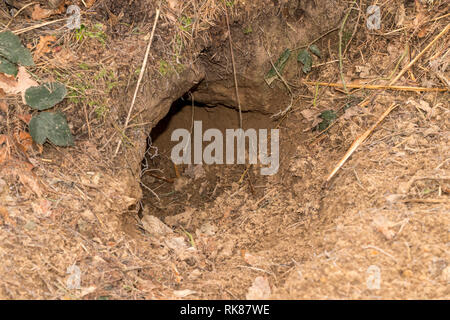 Sven in natürlichen Lebensraum Wald. Eine typische Eingang Bohrung zu einem Sven, der wie ein Kapital' auf seiner Seite. Landschaft Stockfoto