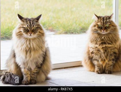Zwei langhaarige Haustiere der Sibirischen Katze. Hypoallergen Kätzchen von Vieh Stockfoto
