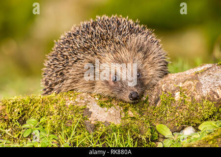 Igel (Erinaceus Europaeus) Wilde, Eingeborener, Europäische Igel in natürlichen Wäldern Lebensraum auf Moss log abgedeckt. Landschaft. Stockfoto