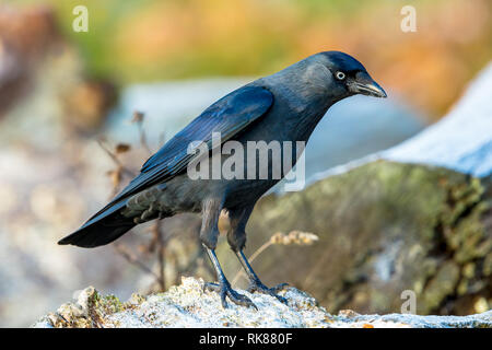 Dohle (Corvus monedula) mit schönen blauen Gefieder und grauen Nacken, an einem frostigen Morgen im natürlichen Lebensraum Wald. Nach rechts. Landschaft. Stockfoto