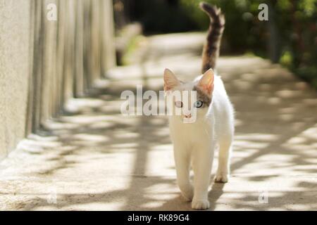 Weiße Katze mit Heterochromia walking im Hinterhof an einem sonnigen Tag Stockfoto