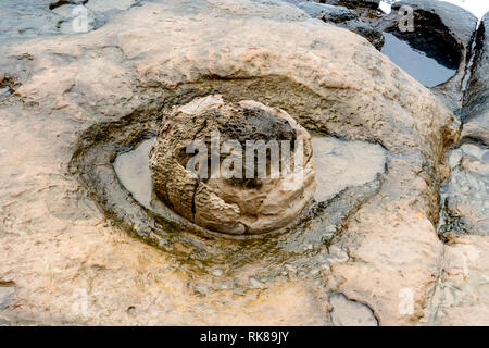 Yehilu natürliche Landschaft bei yehilu Geopark in Taiwan. Yehilu Geopark ist Heimat für eine Vielzahl von einzigartigen geologischen Formationen. Stockfoto