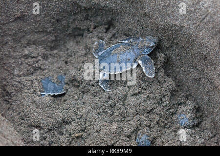 Baby Suppenschildkröten (Chelonia mydas) im Nest und bereit, den Ozean in Costa Rica zu kriechen. Stockfoto